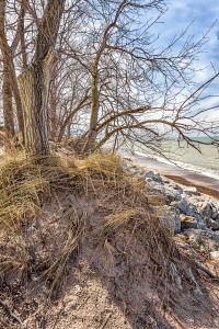 Beach Trees in Early April
