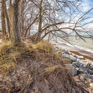 Beach Trees in Early April