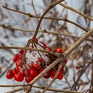 Berries in February