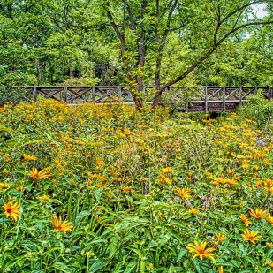 Bridge Amidst Wildflowers