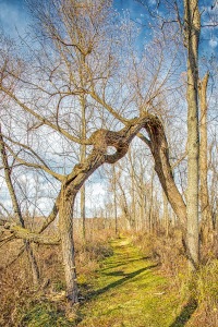 Fallen Tree over Great Marsh Trail
