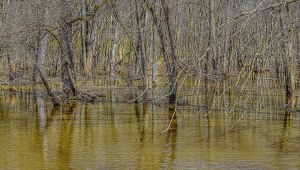 Flooded Woods in Spring