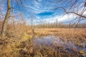 Great Marsh in Late Autumn