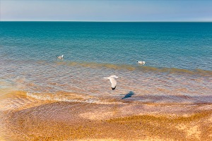 Gulls Along Shore in Early Spring