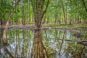 Marsh Forest After May Rain