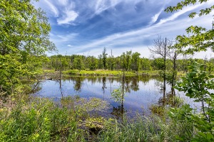 Marsh in June