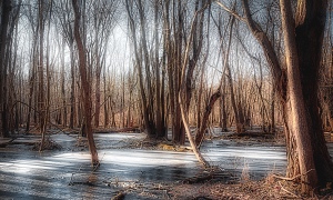 Morning Light Through Marsh Trees in Winter