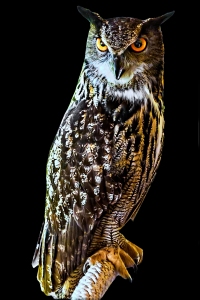 Owl in Side Light