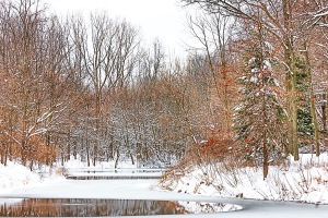 Pond in Late December