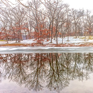 Reflection of Trees in Early December