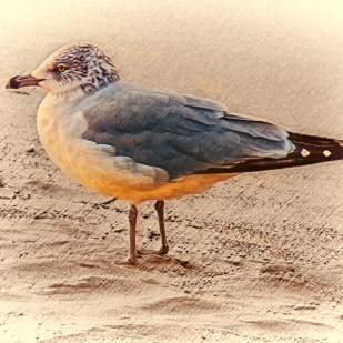 Ring-Billed Gull