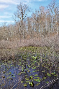 Signs of Spring at Swamp
