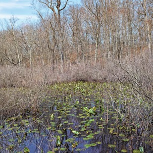 Signs of Spring at Swamp
