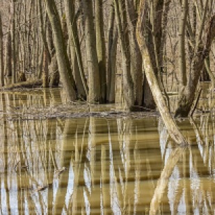 Spring Flooding in Swamp Forest