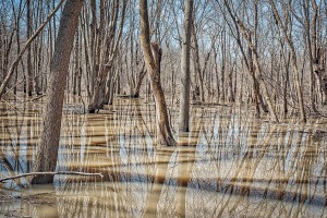 Swamp Forest After Flood
