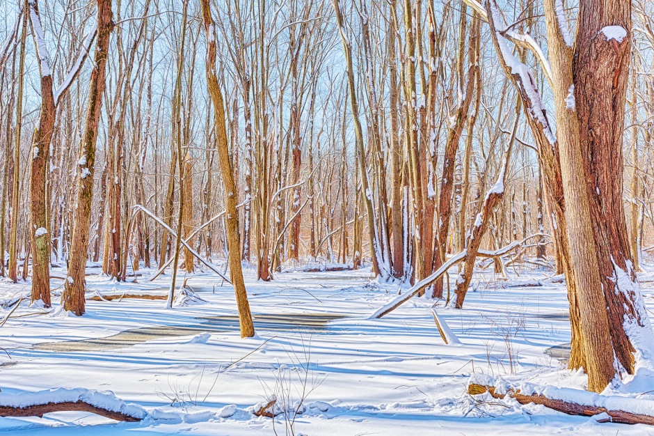 Swamp Forest Following Snow