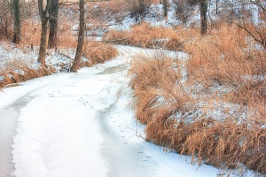 Deer Tracks Across Frozen Creek