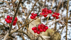 Berries and Bare Branches