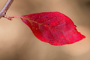 Red Autumn Leaf