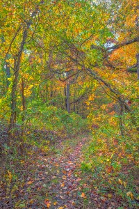 Still Woods in Autumn