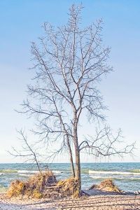 Beach Tree on Warm December Day
