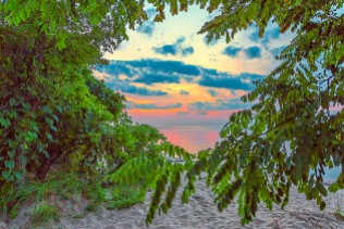 Sunset Through Beach Trees